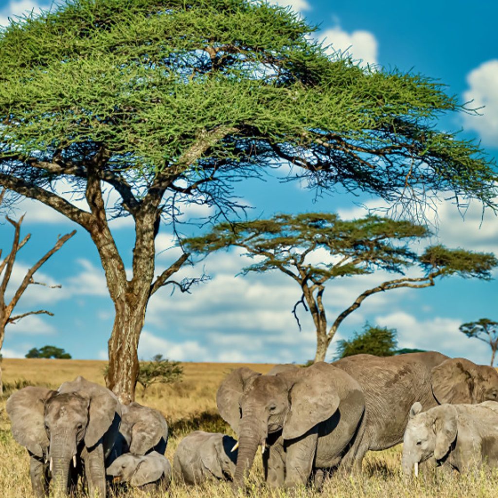 Kenya tours from Nigeria