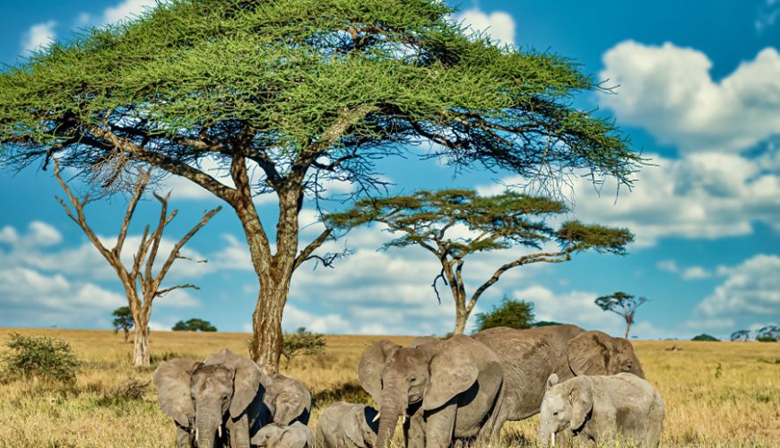 Kenya tours from Nigeria