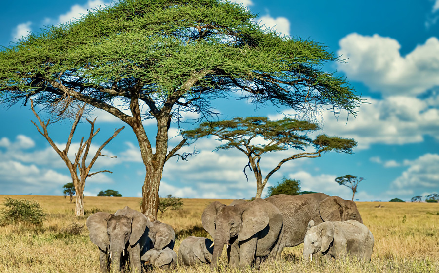 Kenya tours from Nigeria